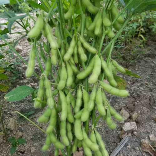 毛豆種廠家