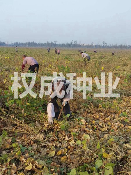 開(kāi)原市權(quán)成種業(yè)有限公司