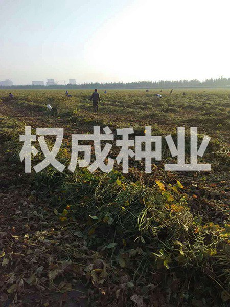 開(kāi)原市權(quán)成種業(yè)有限公司
