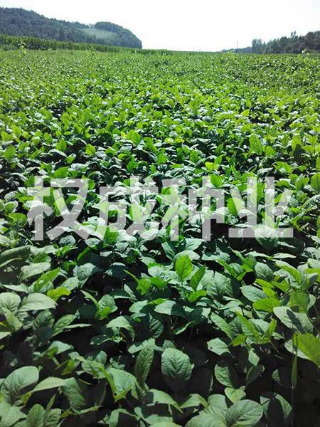 開(kāi)原市權(quán)成種業(yè)有限公司