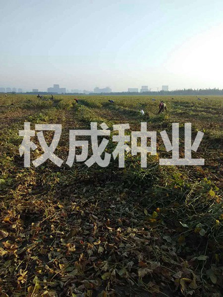 開(kāi)原市權(quán)成種業(yè)有限公司