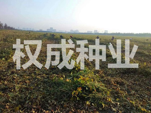開(kāi)原市權(quán)成種業(yè)有限公司