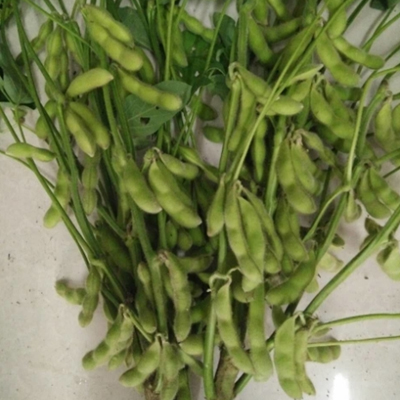 開(kāi)原毛豆種